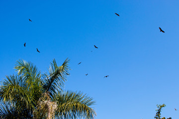 birds flying over palm tree