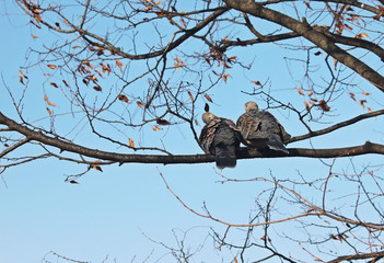 나무가지에 비둘기 한쌍