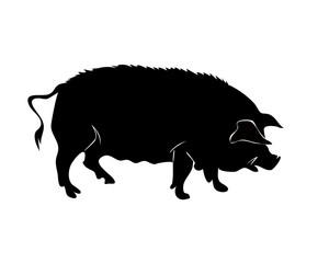  Pig, wild boar, black silhouette of an animal. Vector illustration isolated on white background.