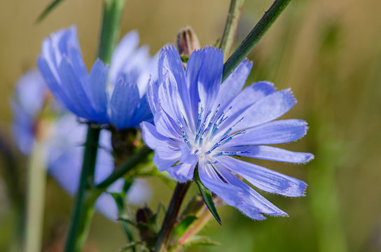 Die Bachbl&uuml;te Wegwarte war in Deutschland die Heilpflanze des Jahres 2020, The Bach flower chicory was the medicinal plant of the year 2020 in Germany