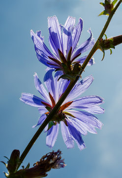 Bl&uuml;hende Bachbl&uuml;te Wegwarte vor blauem Himmel in D&auml;nemark fotografiert, die Heilpflanze Bachbl&uuml;te war die Heilpflanze des Jahres 2022 in Deutschland, himmelblaue Bl&uuml;ten vor blauem Himmel