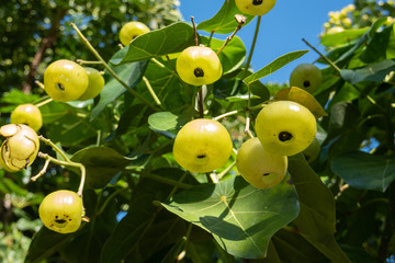 Hernandia Nymphaeifolia - Lantern tree