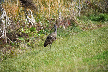 Brown Wading Limpkin Fishing for Claim and In the Cover of Uncultivated Grass in the Florida Natural Wetlands Preserves