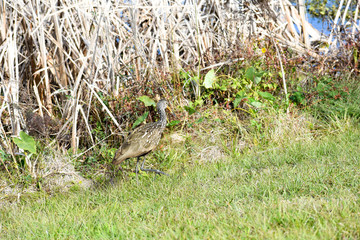 Brown Wading Limpkin Fishing for Claim and In the Cover of Uncultivated Grass in the Florida Natural Wetlands Preserves