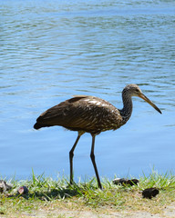 Brown Wading Limpkin Fishing for Claim and In the Cover of Uncultivated Grass in the Florida Natural Wetlands Preserves