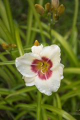 Close up of day lily flower with water drops after rain