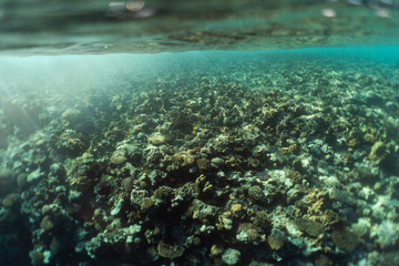 Fototapeta na wymiar beautiful coral reef under water in the ocean of egypt, underwater photography in egypt