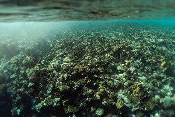 Fototapeta na wymiar beautiful coral reef under water in the ocean of egypt, underwater photography in egypt