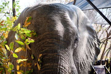 Elephant in Mana Pools National Park, Zimbbwe