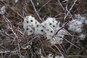 Seed heads with silky appendages of Wild Climatis