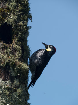pajaro carpintero, ave, 