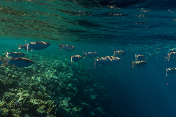 Mugil cephalus fish under the surface of the egypt ocean