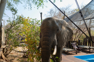 Elephant in Mana Pools National Park, Zimbbwe