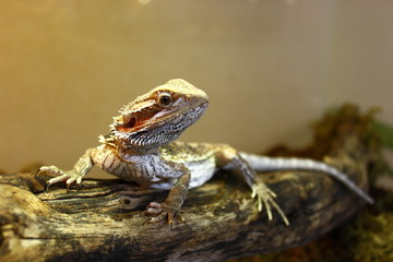 Bearded Dragon