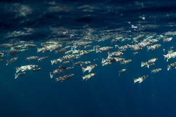 Mugil cephalus fish under the surface of the egypt ocean