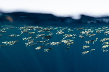 Mugil cephalus fish under the surface of the egypt ocean