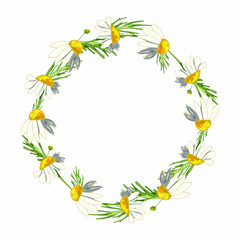 Beautiful wreath of field daisies on a white background. Pharmacy medicinal chamomile with leaves. Realistic style. Spring pattern.