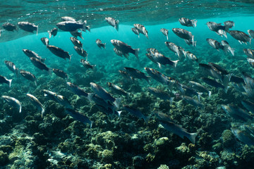 Mugil cephalus fish under the surface of the egypt ocean