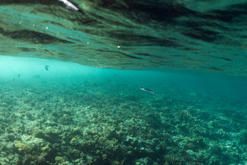 Fototapeta na wymiar Belonidae underwater in the ocean of egypt, underwater in the ocean of egypt, Belonidae underwater photograph underwater photograph,