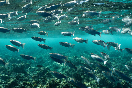 Mugil cephalus fish under the surface of the egypt ocean