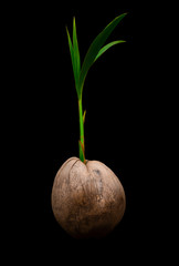 Coconut sapling isolated on white background with path drawing