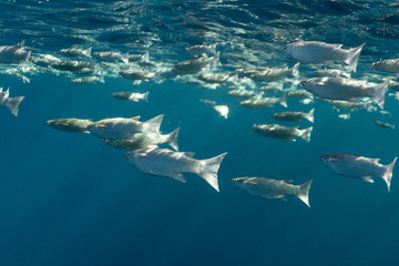 Mugil cephalus fish under the surface of the egypt ocean