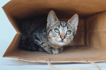 Young European Shorthair cat playing and hiding in a paper bag.