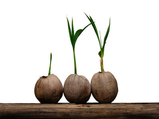 Coconut sapling isolated on white background with path drawing
