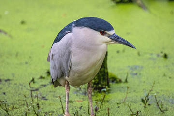 Black Crowned Night Heron 