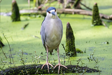 Black Crowned Night Heron 