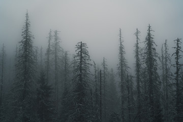  trees in the fog