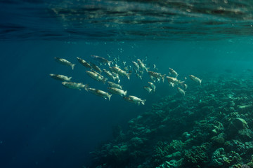 Mugil cephalus fish under the surface of the egypt ocean