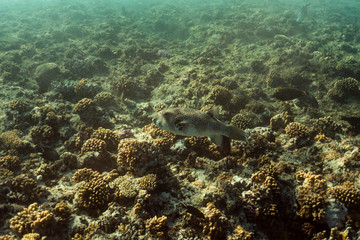 diodon hystrix underwater in the ocean of egypt, underwater in the ocean of egypt, Common porcupinefish underwater photograph underwater photograph,