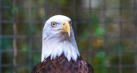 Fototapeta premium American Bald Eagle