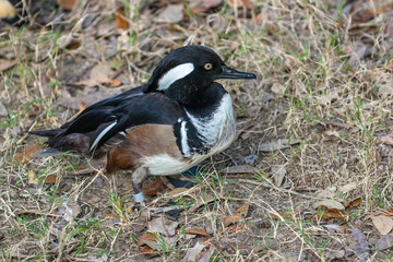 Merganser Duck
