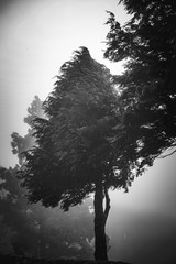 silhouette of a tree