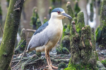 Fototapeta premium Black Crowned Night Heron 