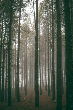 forest in fog © P