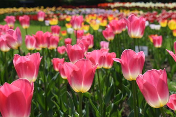 colorful tulips in the garden