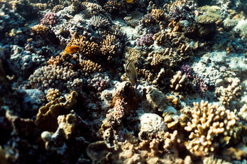 Coral reef close up, coral reef macro photography, underwater coral reef texture, ocean nature close up