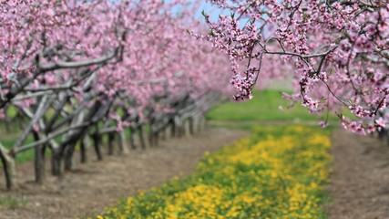 peach blossom tree orchard