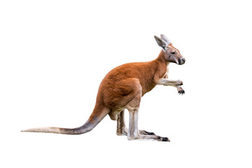 Red kangaroo (Macropus rufus) against white background - obrazy, fototapety, plakaty