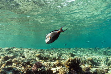 Fototapeta premium Acanthurus sohal underwater in the ocean of egypt, underwater in the ocean of egypt, Acanthurus sohal underwater photograph underwater photograph,