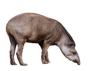 South American tapir (Tapirus terrestris) against white background - obrazy, fototapety, plakaty