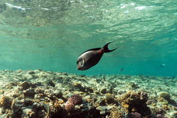 Acanthurus sohal underwater in the ocean of egypt, underwater in the ocean of egypt, Acanthurus sohal underwater photograph underwater photograph,
