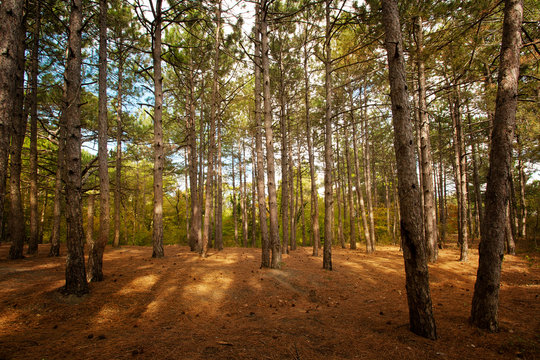 Pine forest at Crimea mountains on Tsarskaya tropa (King's path) in Livadia
