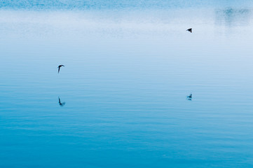 Birds flying over blue sea