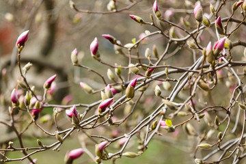 Magnolia in blossom. Pink buds of magnolia. Spring time in nature park