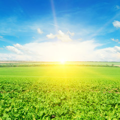 Fototapeta na wymiar Green beet field and sun on blue sky.