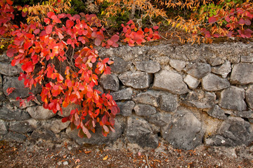 Autumn red  and orange leaves on the old decorative sandstone fence garden design